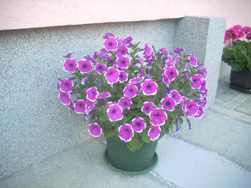 Jeca Zlatibor