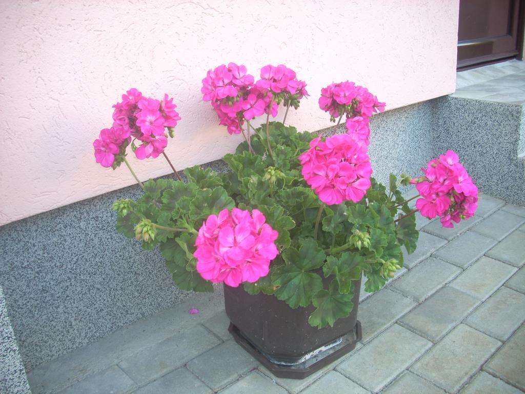 Jeca Apartment Zlatibor